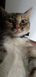 Lost Female Cat last seen Seguin and Mystic Trl, Fort Worth, TX 76118