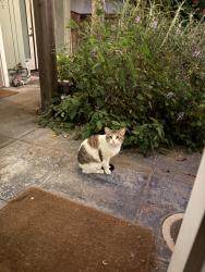 Found/Stray Unknown Cat last seen 64th Street, between Doyle and Vallejo in Emeryville, Oakland, CA 94608