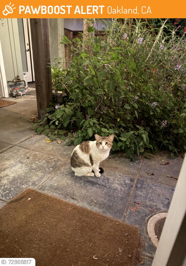 Found/Stray Unknown Cat last seen 64th Street, between Doyle and Vallejo in Emeryville, Oakland, CA 94608