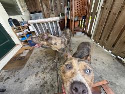 Found/Stray Unknown Dog last seen palm beach state college , Lake Worth Beach, FL 33460