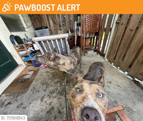 Found/Stray Unknown Dog last seen palm beach state college , Lake Worth Beach, FL 33460