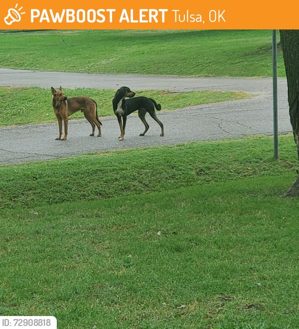 Found/Stray Male Dog last seen Near E Av & 7th St. Tulsa, Tulsa, OK 74112