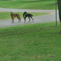 Found/Stray Male Dog last seen Near E Av & 7th St. Tulsa, Tulsa, OK 74112