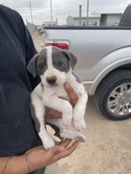Found/Stray Female Dog last seen Westcliff, Odessa, TX 79764