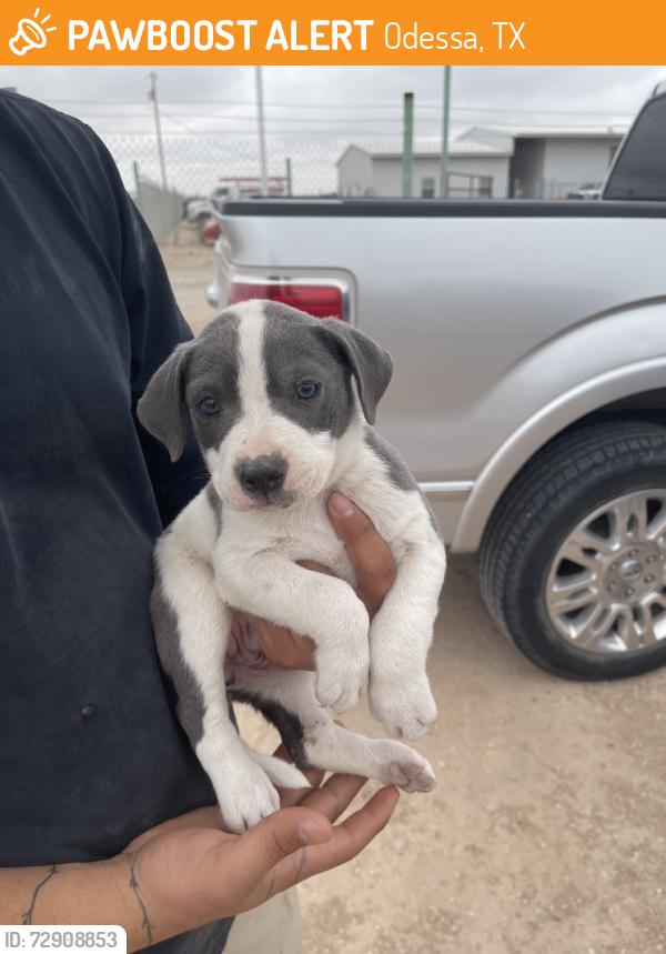 Found/Stray Female Dog last seen Westcliff, Odessa, TX 79764