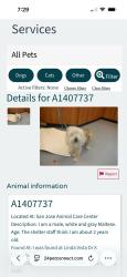 Found/Stray Male Dog last seen I was found at Linda Vista Dr X Columbus Ave, Cupertino, CA 95014