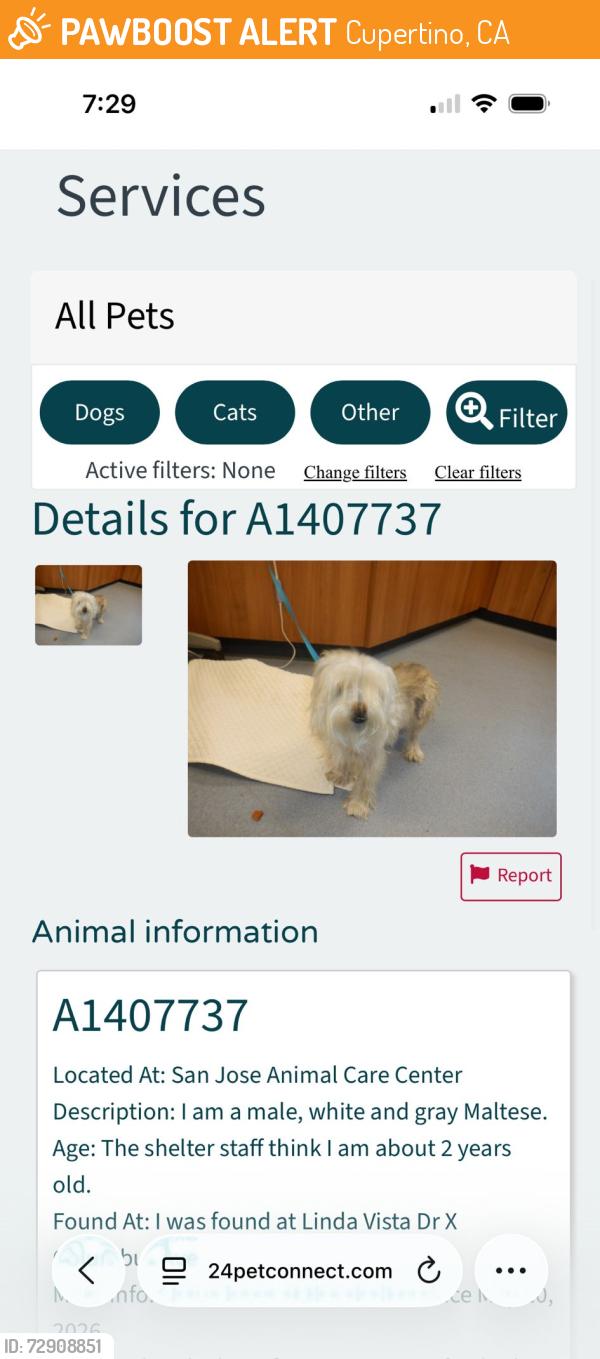 Found/Stray Male Dog last seen I was found at Linda Vista Dr X Columbus Ave, Cupertino, CA 95014