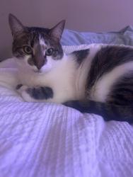 Reunited Male Cat last seen He was last seen near bushes out front of townhouse on Sheffield court , Bensalem, PA 19020