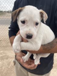 Found/Stray Female Dog last seen Westcliff Rd, Odessa, TX 79764