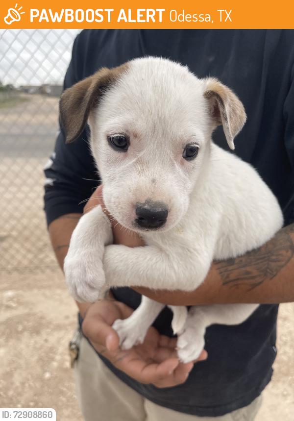 Found/Stray Female Dog last seen Westcliff Rd, Odessa, TX 79764