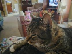 Lost Male Cat last seen Near Liberty Road Greensboro,NC 27406, Greensboro, NC 27406