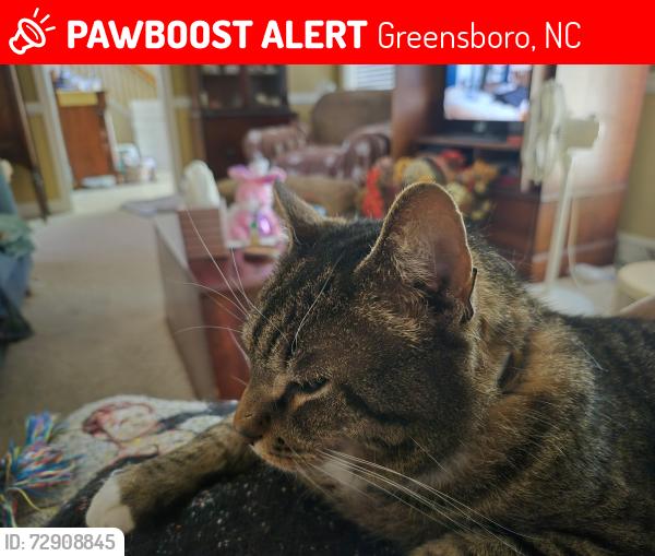 Lost Male Cat last seen Near Liberty Road Greensboro,NC 27406, Greensboro, NC 27406