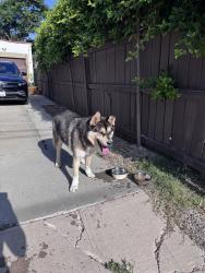 Found/Stray Male Dog last seen Near patio Pl, Los Angeles, CA 90032
