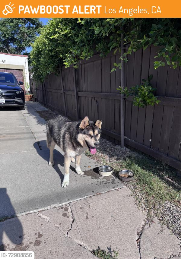 Found/Stray Male Dog last seen Near patio Pl, Los Angeles, CA 90032