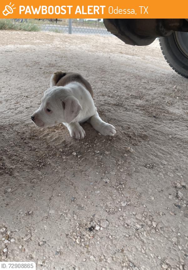 Found/Stray Unknown Dog last seen Westcliff Rd, Odessa, TX 79764