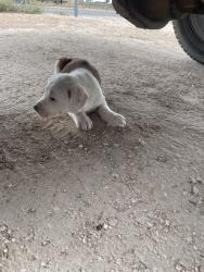 Found/Stray Unknown Dog last seen Westcliff Rd, Odessa, TX 79764