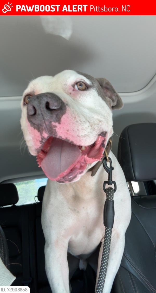 Lost Male Dog last seen Silverberry Rd pittsboro, NC, Pittsboro, NC 27312