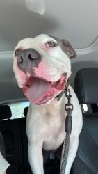 Lost Male Dog last seen Silverberry Rd pittsboro, NC, Pittsboro, NC 27312