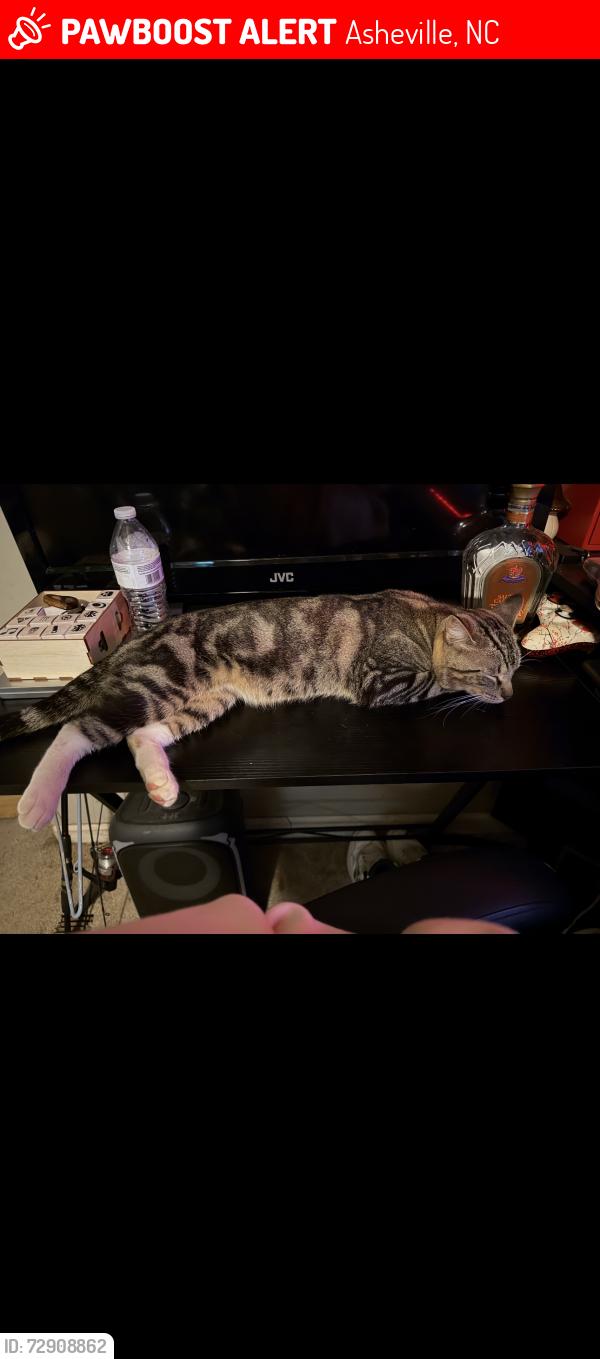 Lost Male Cat last seen McKinney rd, Asheville, NC 28806