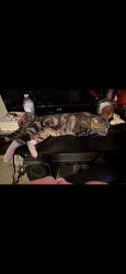 Lost Male Cat last seen McKinney rd, Asheville, NC 28806