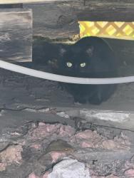 Reunited Unknown Cat last seen Healy Rd, Worcester, MA 01603, USA, Worcester, MA 01603