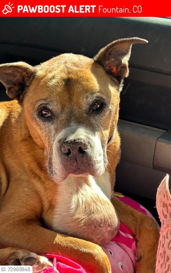 Lost Male Dog last seen Darneal Dr, Fountain, CO 80817