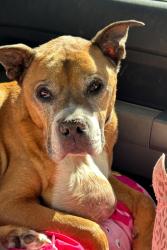 Lost Male Dog last seen Darneal Dr, Fountain, CO 80817