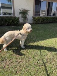 Reunited Unknown Dog last seen Bradford Pl, Santa Ana, CA 92707, USA, Santa Ana, CA 92707