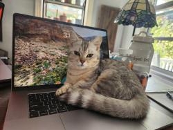 Reunited Female Cat last seen Near Main St. and East. Dunstable Intersection, Nashua, NH 03060