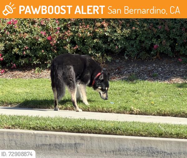 Found/Stray Unknown Dog last seen Clove st, San Bernardino, CA 92407