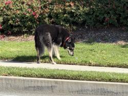 Found/Stray Unknown Dog last seen Clove st, San Bernardino, CA 92407