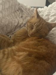 Reunited Male Cat last seen Crowcroft Park, Nutsford Vale, Levenshulme, England M19 3AY