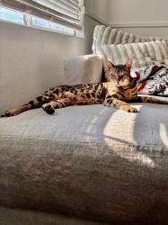 Lost Male Cat last seen Cypress Ave & Golden Ave, Riverside, CA 92505
