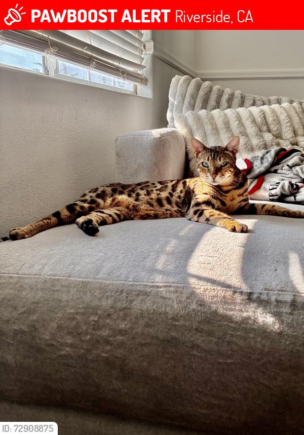 Lost Male Cat last seen Cypress Ave & Golden Ave, Riverside, CA 92505