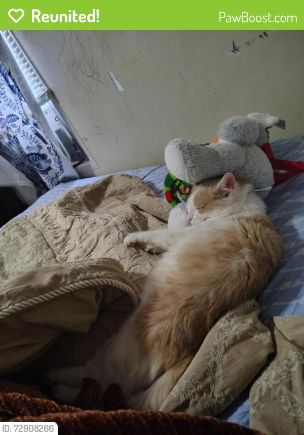 Reunited Male Cat last seen Country valley trailer park, Claremont, NC 28610