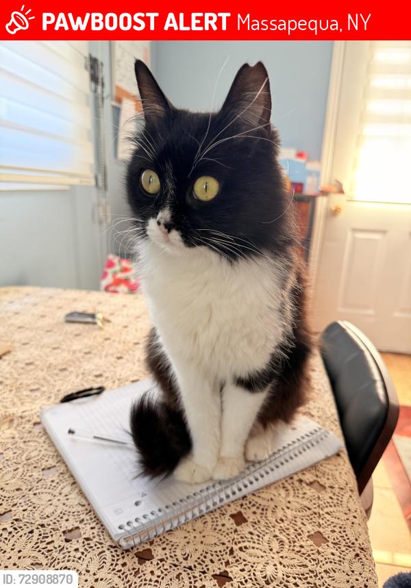 Lost Female Cat last seen Near Car repair shop, detroit street, Massapequa, NY 11758