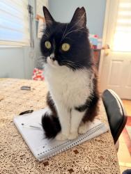 Lost Female Cat last seen Near Car repair shop, detroit street, Massapequa, NY 11758