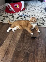 Reunited Male Cat last seen Campus rd, Schaffer rd, Elizabethtown, PA 17022