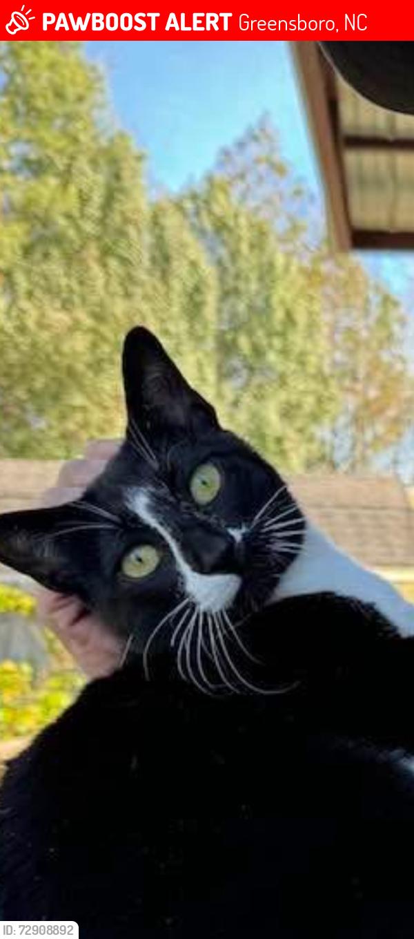 Lost Male Cat last seen Old Randleman Rd, Greensboro, NC 27406