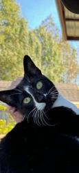 Lost Male Cat last seen Old Randleman Rd, Greensboro, NC 27406