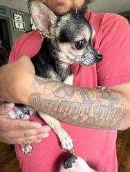 Reunited Female Dog last seen Burnett ferry, Rome, GA 30165