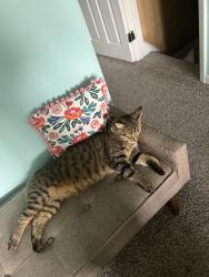 Reunited Male Cat last seen Philadelphia, PA 19153, Philadelphia, PA 19152