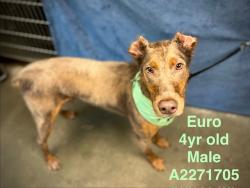Shelter Stray Male Dog last seen , Chatsworth, CA 91311
