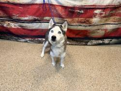 Shelter Stray Female Dog last seen Near BLOCK CT W 60 ST, Doral, FL 33122
