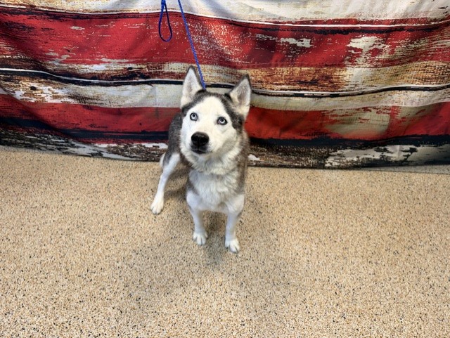 Shelter Stray Female Dog last seen Near BLOCK CT W 60 ST, Doral, FL 33122