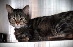Shelter Stray Female Cat last seen , Los Angeles, CA 90047