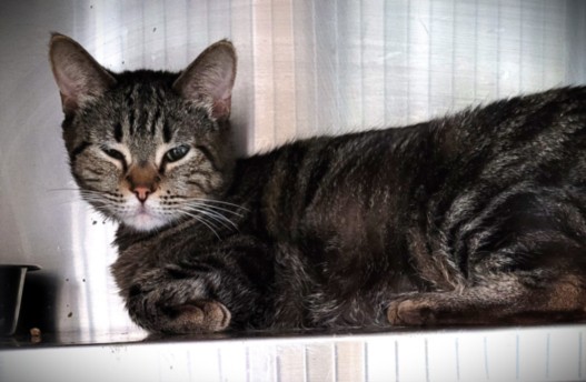 Shelter Stray Female Cat last seen , Los Angeles, CA 90047