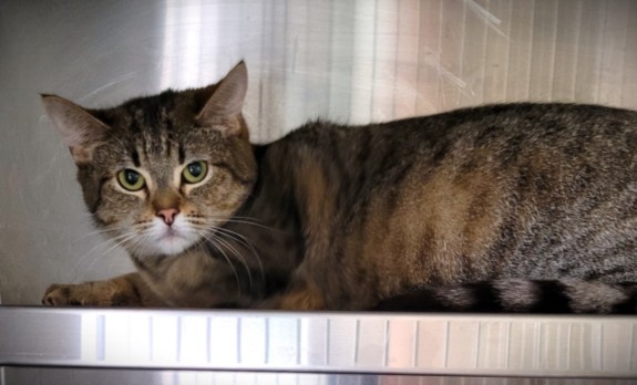 Shelter Stray Female Cat last seen , Los Angeles, CA 90047