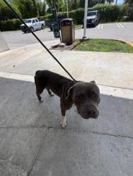 Shelter Stray Male Dog last seen CORAL WAY & SW 147TH AVE, Doral, FL 33122