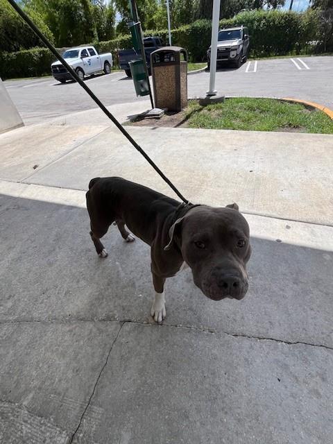 Shelter Stray Male Dog last seen CORAL WAY & SW 147TH AVE, Doral, FL 33122